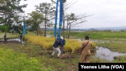 Demplot padi sawah apung oleh PT Poso Energy seluas 0,5 are (50 meter persegi) di desa Buyumpondoli, Kabupaten Poso, Sulteng. Selasa (12/10/2021). (Foto: VOA/Yoanes Litha)