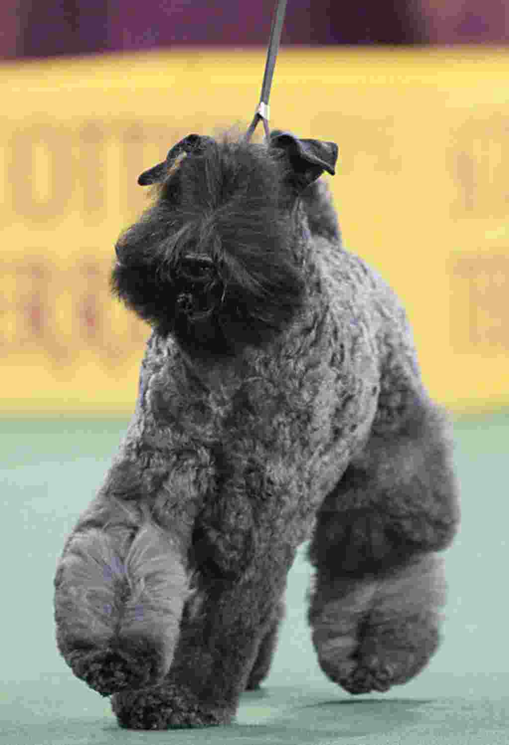 Un perro de la raza, Kerry Blue Terrier, llamado Chelsey es declarado ganador del grupo terrier.