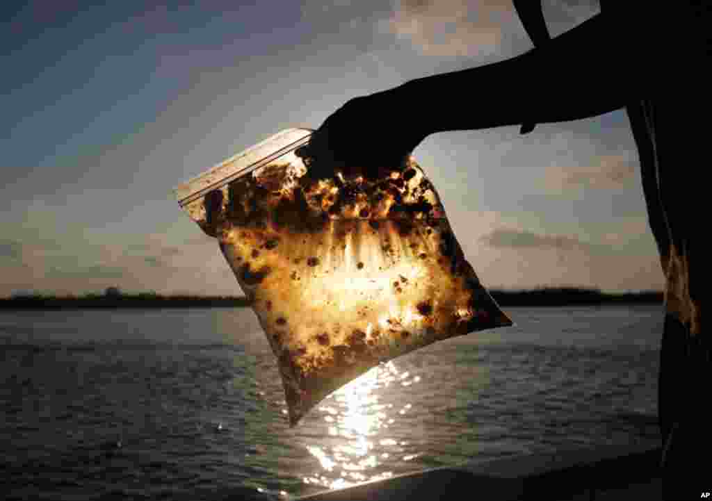 A man holds a plastic bag with oil from the Gulf of Mexico oil spill south of Freemason Island, Louisiana in 2010. (REUTERS/Carlos Barria)