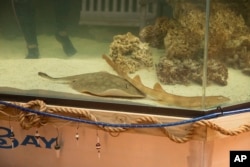 Charlotte, a round stingray, in an undated photo at the Aquarium and Shark Lab by Team ECCO in the American town of Hendersonville, North Carolina. (Aquarium and Shark Lab by Team ECCO via AP)