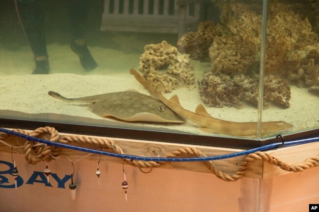 Charlotte, a round stingray, in an undated photo at the Aquarium and Shark Lab by Team ECCO in the American town of Hendersonville, North Carolina. (Aquarium and Shark Lab by Team ECCO via AP)