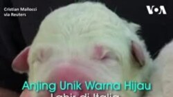 Anjing Unik di Italia, Lahir Berwarna Hijau