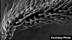 Blood flow in their tongue tips allows bats to extend hair-like papillae instantly, increasing the tongue’s length and surface area and, thus, the amount of nectar lapped up in a single stroke. (Cally Harper in the Brainerd-Swartz Lab/Brown University)