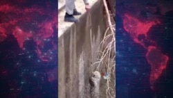 نجات توله‌ پلنگ گرفتار در استخری در هرمزگان