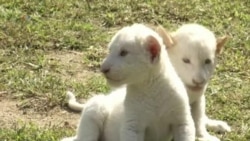 Rare African White Lion Cubs Born in S. Korean Zoo