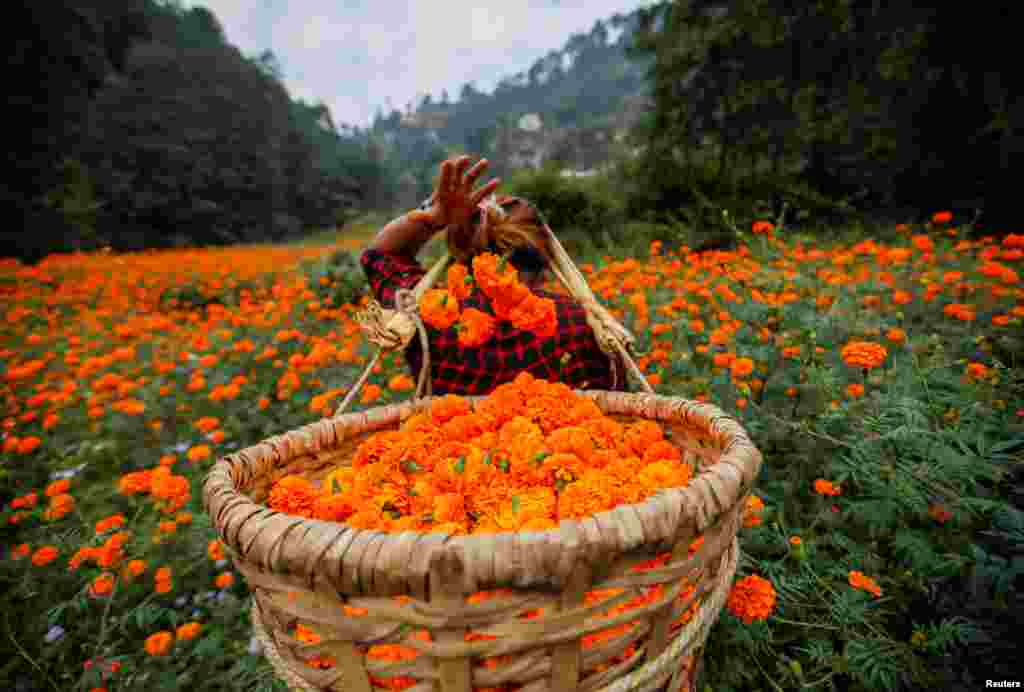 A woman fills her basket with marigold flowers, as she prepares to sell them to the market for the Tihar festival, also called Diwali, in Kathmandu, Nepal.