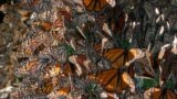 Monarchs cluster together for warmth in a Mexican overwintering site. (Credit: Jaap de Roode)