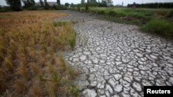 Hình ảnh đồng lúa khô hạn ở Đồng bằng Sông Cửu Long.