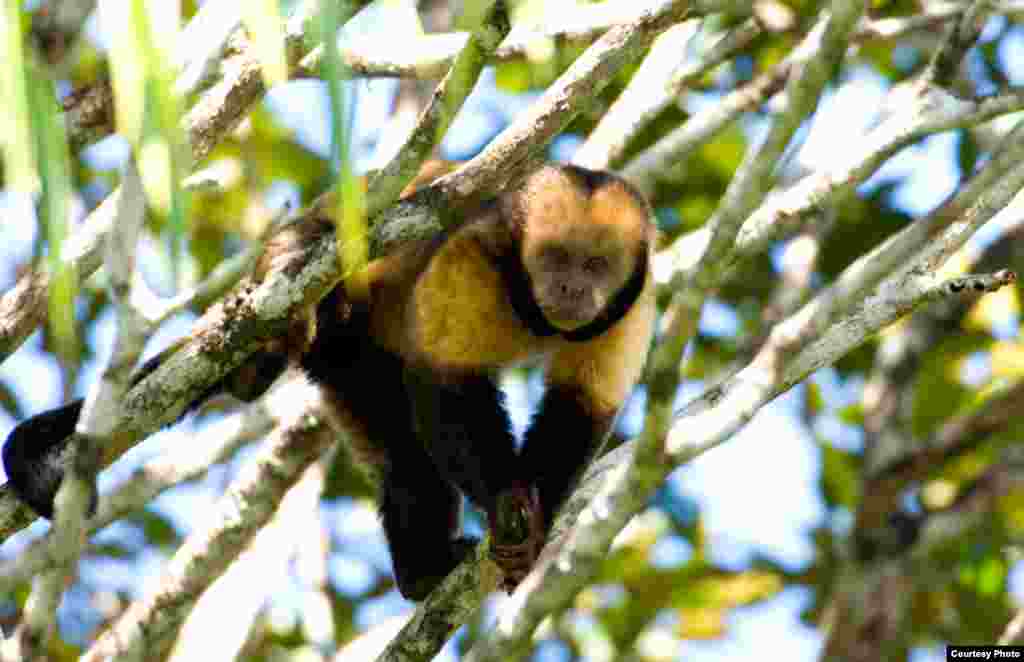 The yellow breasted capuchin monkey (S.xanthosternos) at Una Biological Reserve in Bahia, Brazil, is a critically-endangered primate targeted by hunters for bush meat. (Credit: Luciano Candisani)