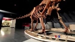 ဒိုင်နိုဆော ရုပ်ကြွင်း