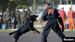 Un chien de l'armée brésilienne attaque un manifestant lors d'une manifestation anti- hooligan de football à Brasília le 3 mai 2013.