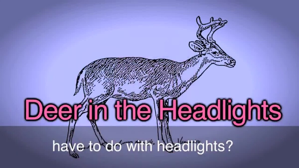 English in a Minute Deer in the Headlights