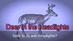English in a Minute: Deer in the Headlights