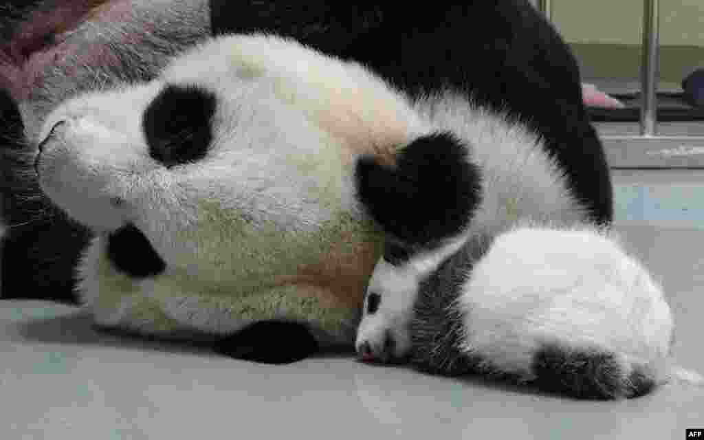 Panda raksasa Yuan Yuan tidur di samping bayinya di Kebun Binatang Taipei, Taiwan.