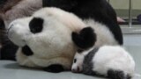Giant panda Yuan Yuan sleeps next to her baby panda at the Taipei City Zoo, Taiwan.