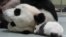 Giant panda Yuan Yuan sleeps next to her baby panda at the Taipei City Zoo, Taiwan.