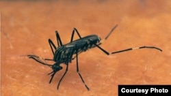Nyamuk sedang bekerja di atas kulit manusia. (Foto: Ilustrasi)
