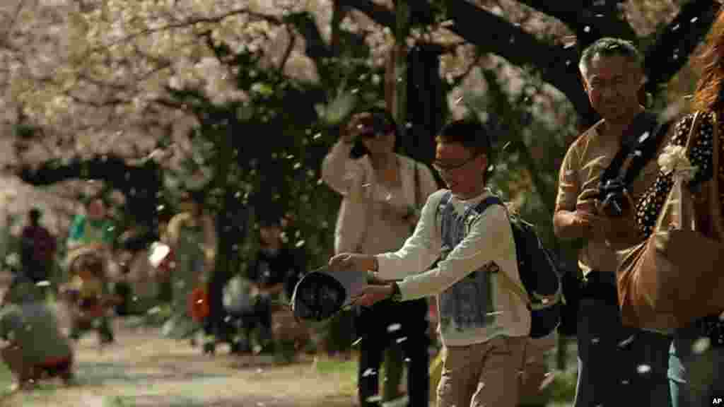 Despite the somber mood after the tsunami, people in Japan celebrated the annual return of the cherry blossoms. 