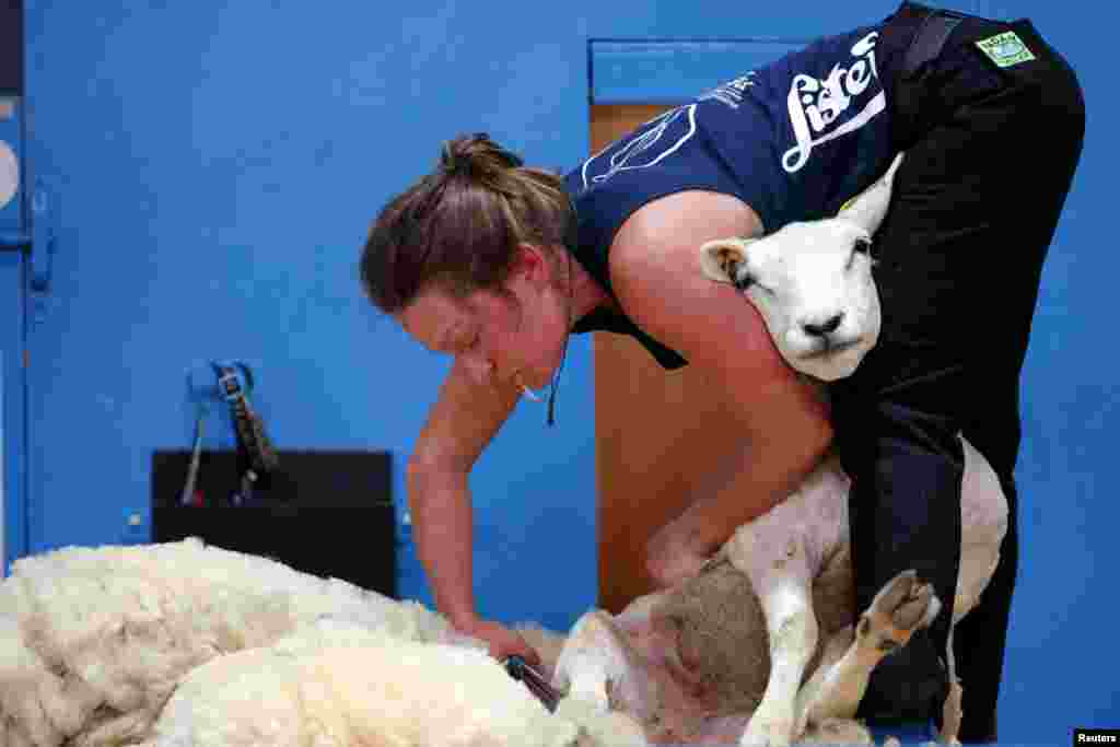 A sheep shearer participates in the blade category of the World Sheep Shearing and Woolhandling Championships in Le Dorat, France.