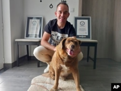 Bobi, a purebred Rafeiro do Alentejo Portuguese dog, poses for a photo with his owner Leonel Costa and his Guinness World Record certificates for the oldest dog, at their home in Conqueiros, central Portugal, Saturday, May 20, 2023. (AP Photo/ Jorge Jeronimo)