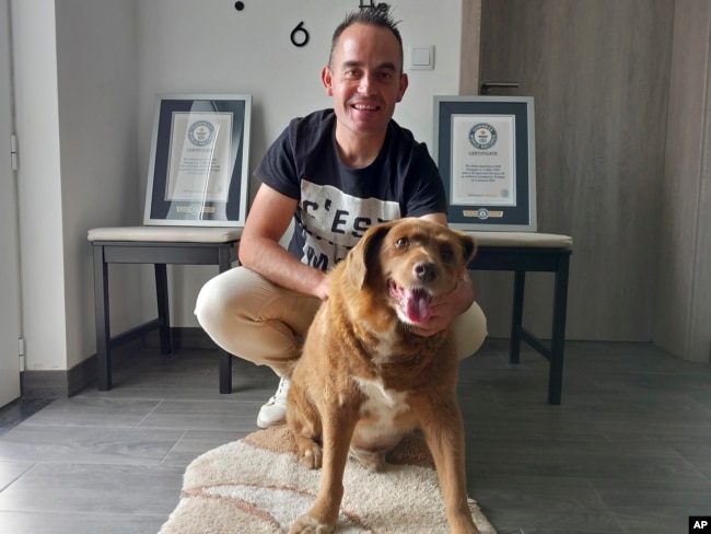 Bobi, a purebred Rafeiro do Alentejo Portuguese dog, poses for a photo with his owner Leonel Costa and his Guinness World Record certificates for the oldest dog, at their home in Conqueiros, central Portugal, Saturday, May 20, 2023. (AP Photo/ Jorge Jeronimo)