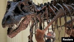 FILE - Bill Simpson, who heads the Field Museum's geological collections, looks inside a fossil of a Tyrannosaurus rex known as "Sue" before removing its forelimb to be used for research, in Chicago, Oct. 6, 2016. 