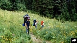 People hiking in a clearing in a forest.