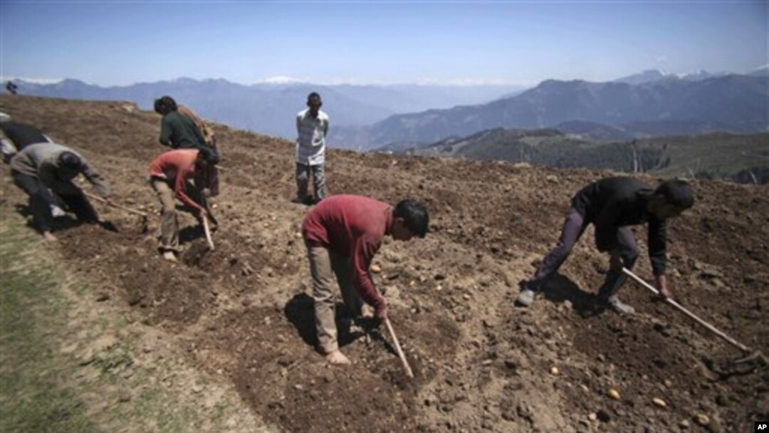 Indian laborers work at a potato field at Nathatop, 110 kilometers from Jammu, India