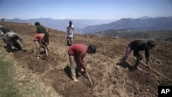 Indian laborers work at a potato field at Nathatop, 110 kilometers from Jammu, India