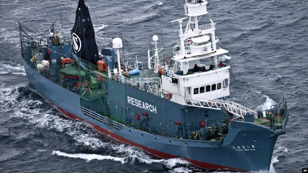 Kapal pemburu ikan paus Jepang "Yushin Maru" berlayar di selatan Antartika (foto: dok).