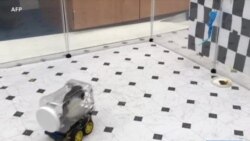 Des rats conduisent des mini-voitures