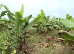 Abandoned banana plantation in Buea, Cameroon, July 18, 2019. ( M. Kindzeka, VOA)