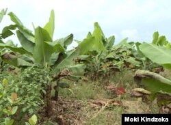 Abandoned banana plantation in Buea, Cameroon, July 18, 2019. ( M. Kindzeka, VOA)