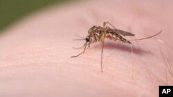 Những người bị mắc bệnh sốt xuất huyết thường không có cảm giác gì khi bị muỗi đốt, không giống như muỗi đốt thường xuyên.