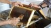 Turkish Fires Endanger World Pine Honey Supplies