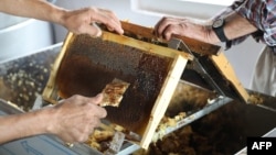 Turkish beekeepers Fehmi Alti, 47, and father Mustafa Alti, 71, scrape the honeycomb frames to prepare the honey extraction, in the village of Cokek, in the Mugla province, southwestern Turkey, Sept. 23, 2021.