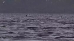 Idadi kubwa ya nyangumi wamekufa pwani ya Australia