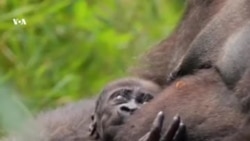 Горилла в Техасе