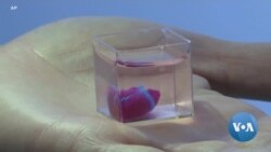Human Tissue Used to Print 3-D Heart