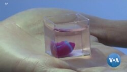Human Tissue Used to Print 3-D Heart