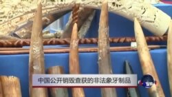 中国公开销毁查获的非法象牙制品