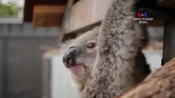 ԱՌԱՆՑ ՄԵԿՆԱԲԱՆՈՒԹՅԱՆ. Ավստրալիայում շարունակվում են հետազոտությունները կոալաների շուրջ