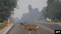 Los Alamos kentinin zorunlu tahliyeden habersiz bir sakini
