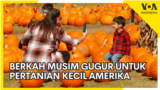 Berkah Musim Gugur untuk Pertanian Kecil Amerika