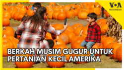 Berkah Musim Gugur untuk Pertanian Kecil Amerika