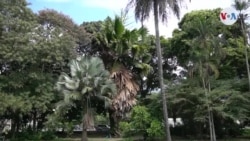 Una exótica palma florece en el golpeado Jardín Botánico de Caracas