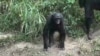 Wildlife Become Casualties of War