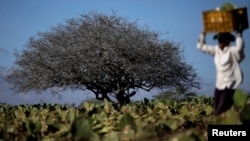 A farmer works in a cactus plantation in Pocinhos, Paraiba state, Brazil, Feb. 8, 2017. 