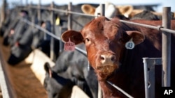 FILE - Cattle occupy a feedlot in Columbus, Neb., June 10, 2020.