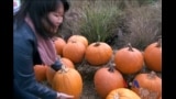 美语怎么说 (16) Pumpkin Patch! - 南瓜园的回忆